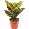 Croton petra XS kamerplant